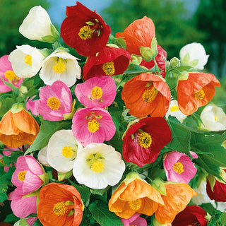 Flowering Maple - Bell-Shaped Flowers, Super Pretty and Multicoloured - Abutilon hybridum - Premium Seeds