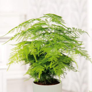 Asparagus Fern - Subtle Greenery that Brightens Any Interior - Asparagus plumosus nanus - Premium Seeds