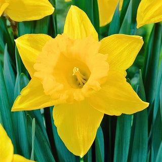 Narzisse - Unsurpassable - Narcissus - Frühes Frühlingshighlight - 5 Blumenzwiebeln