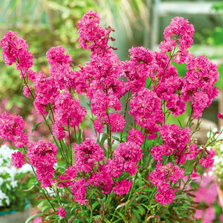 Sticky Catchfly - Pink or White Flowers, Frost-Resistant, for Borders and Rockeries - Lychnis viscaria - Premium Seeds