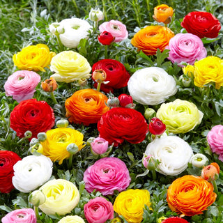 Hahnenfuß - Ranunculus - Blüte von Mai bis August - 10 Knollen