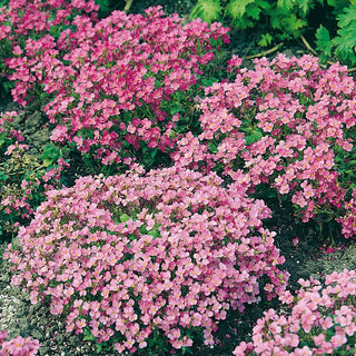 Caucasian Rock-Cress Pink - Extremely Charming Pink Carpet of Flowers - Arabis caucasica - Premium Seeds