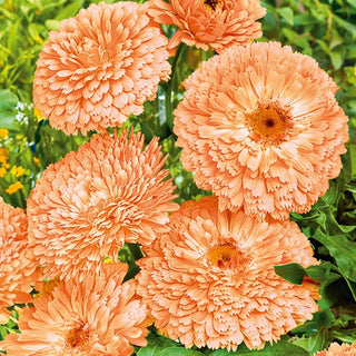 Pot Marigold Apricot Beauty - Extra Beautiful, Sunny Flowers that Brighten Any Garden - Calendula officinalis - Premium Seeds