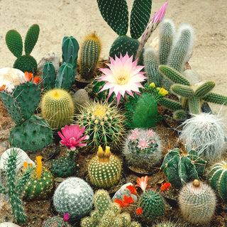 Cactus Mixed - Spiky Wonders of Nature - Cactus sp. - Premium Seeds