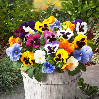 Giant Pansy Mixed - Dazzling Multicolours with Endless Charm - Viola × wittrockiana - Premium Seeds