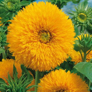 Sonnenblumen Sungold Tall - Pompomartige Blüten - Helianthus annuus - XXL-Packung - 100 g