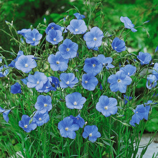 Perennial Flax - Perennial with Light Blue Flowers, for Light Borders and Rock Gardens - Linum perenne - Premium Seeds
