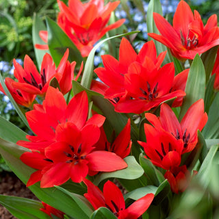 Botanische Tulpe - Tubergen's Variety - Tulipa - Rote Akzente, natürliche Ausstrahlung - 5 Blumenzwiebeln