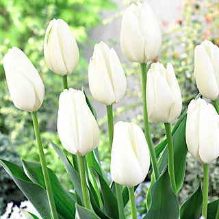 Tulpe - Hakuun - Tulipa - Weiß, das den Garten erhellt - 5 Blumenzwiebeln