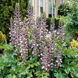 Bear's Breeches - Eye-Catching Unique Flowers - Acanthus mollis - Premium Seeds