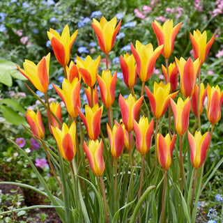 Tulpe - Chrysantha - Tulipa - Klein, robust und charmant - 5 Blumenzwiebeln