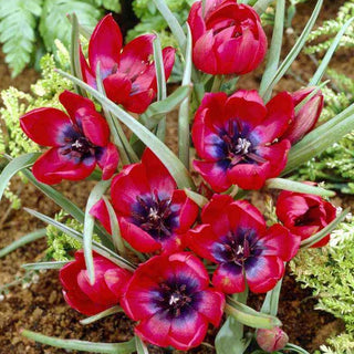 Tulpe - Liliput - Tulipa - Frühe Kraft in kleiner Form - 5 Blumenzwiebeln