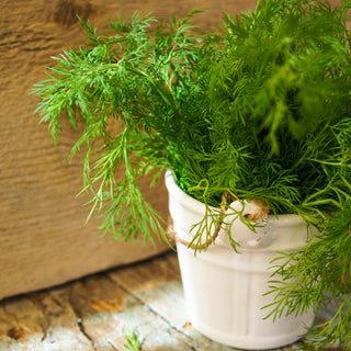 Dill Ambrozja - Reiche Ernte, Intensives Aroma - 100 g