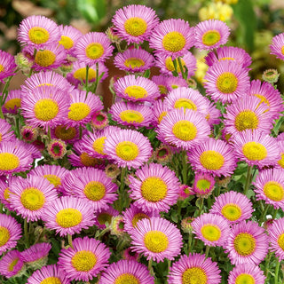 Aspen Fleabane - Lilac-Pink Flowers, Abundant Flowering, Excellent for Borders - Erigeron speciosus - Premium Seeds