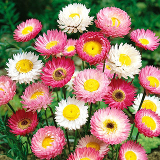 Everlasting Daisy Mixed - Showy Flowers for the Garden and Dry Bouquets - Helipterum roseum - Premium Seeds