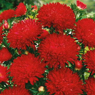 China Aster Peony Flowered Stanisław - Long and Abundant Flowering, Great for Striking Borders - Callistephus chinensis - Premium Seeds