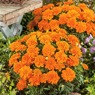 Studentenblume Tangerine - Mandarinenfarbener Blütenteppich - Tagetes patula nana - 1 kg