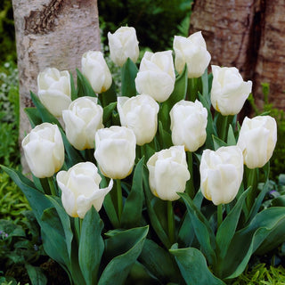 Greigii-Tulpe - Weiß - Tulipa - Reines Weiß bei niedrigen Tulpen - 5 Blumenzwiebeln