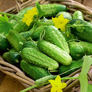 Gurke Cornichon de Paris - Saatband - Kleine Früchte, Perfekt Zum Einlegen
