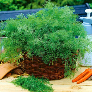 Dill - Hanak - Frühe Ernte, Intensives Aroma - Großpackung - 500 g