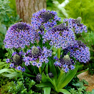 Peruanischer Blaustern - Scilla - Besonderer Reiz, ideal für das Beet