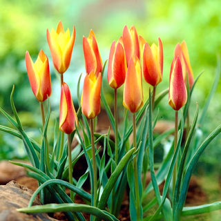 Tulpe - Clusiana Sheila - Tulipa - Elegante Schönheit für Frühlingsbeete - 5 Blumenzwiebeln