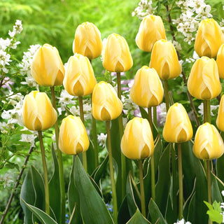 Tulpe - Cream Cocktail - Tulipa - Langlebigkeit und dekorative Anmut - 5 Blumenzwiebeln