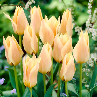 Tulpe - Für Elise - Tulipa - Pastellfarbene Blütenblätter Ideal Für Beeteinfassungen - 5 Blumenzwiebeln
