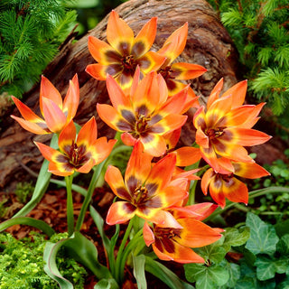 Tulpe - Little Princess - Tulipa - Kräftige Blüten, frische Frühlingsnote - 5 Blumenzwiebeln
