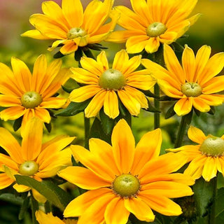 Sonnenhut - Green Eyes - Perfekt Für Beete Und Sträuße - Rudbeckia hirta