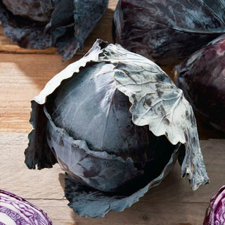 Rotkraut - Langedijker Dauer 2 - Ideal Für Die Winterlagerung