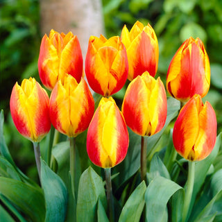 Tulpe - Flair - Tulipa - Ideal für Beete und Einfassungen - 5 Blumenzwiebeln