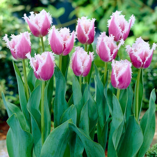Tulpe - Cummins - Tulipa - Stark, lange frischbleibend - 5 Blumenzwiebeln