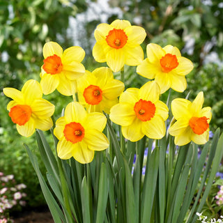 Narzisse - Monal - Narcissus - Gelb-orangefarbenes Frühjahrsleuchten - 5 Blumenzwiebeln