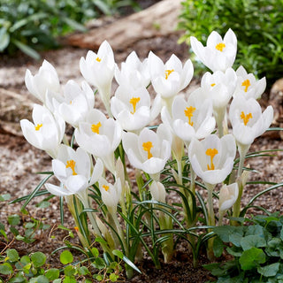 Krokus - Ivory Princess - Crocus - Resistenz gegen wechselhaftes Frühlingswetter - 10 Blumenzwiebeln