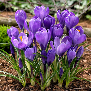 Großblumiger Krokus - Purpur - Crocus - Auffälliger Kontrast zu Grün - 10 Blumenzwiebeln