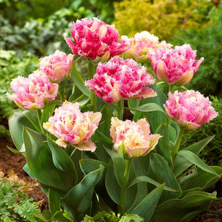 Tulpe - Cool Crystal - Tulipa - Frühlingsexplosion der Farben im Garten - 5 Blumenzwiebeln