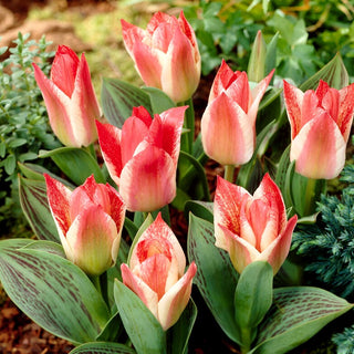 Tulpe - Czaar Peter - Tulipa - Niedrige Wuchshöhe, Kompakter Wuchs - 5 Blumenzwiebeln