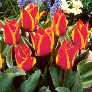 Tulpe - Engadin - Tulipa - Ausgezeichnete Wahl für farbenfrohe Kompositionen - 5 Blumenzwiebeln