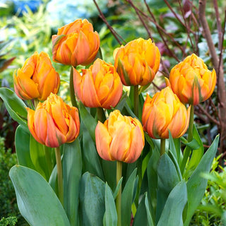 Tulpe - Freeman - Tulipa - Kräftige Farben in jeder Ecke - 5 Blumenzwiebeln
