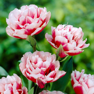 Tulpe - Gerbrand Kieft - Tulipa - Auffällige Kontrastfarben ziehen Blicke auf sich - 5 Blumenzwiebeln