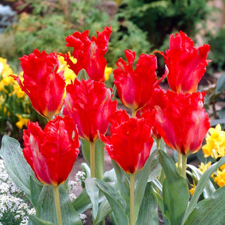 Tulpe - Giant Parrot - Tulipa - Schafft einen temperamentvollen Garten - 5 Blumenzwiebeln