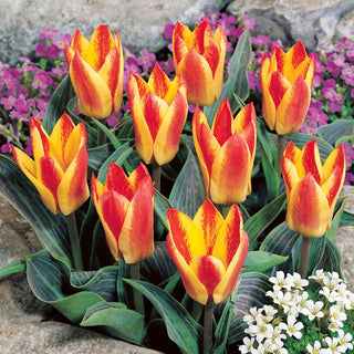 Tulpe - Golden Day - Tulipa - Mini-Tulpe mit großem Charakter - 5 Blumenzwiebeln