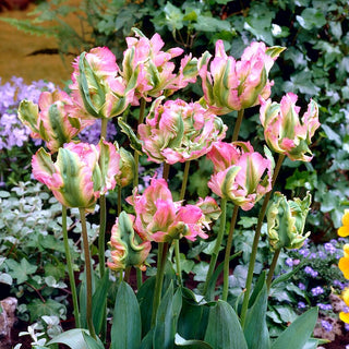 Tulpe - Green Wave - Tulipa - Rosa-grüne Frühlingsexplosion - 5 Blumenzwiebeln
