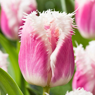 Tulpe - Hawaii - Tulipa - Highlight und Glanz des Gartens in voller Blüte - 5 Blumenzwiebeln