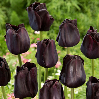 Tulpe - Paul Scherer - Tulipa - Starke Stiele, Intensive Blüten - 5 Blumenzwiebeln