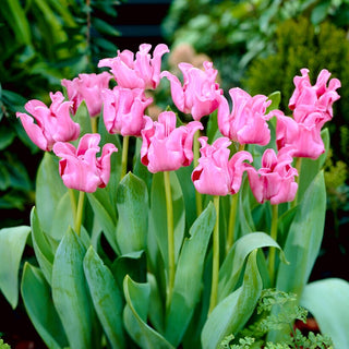 Tulpe - Picture - Tulipa - Gewellte Blütenblätter, Zarte Farbe - 5 Blumenzwiebeln