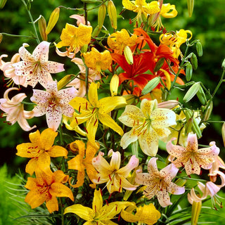 Tiger-Lilie - Mischung - Lilium - Langlebige Zierde im Garten