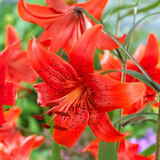 Tiger-Lilie - Red Life - Lilium - Auffälliger roter Akzent im Beet