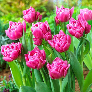 Tulpe - Dior - Tulipa - Pfingstrosenartige langlebige Blütenstände - 5 Blumenzwiebeln